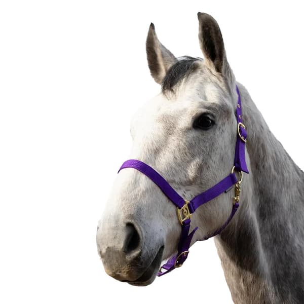 HYCONIC Hästgrimma Ponny Lila Purple Pony