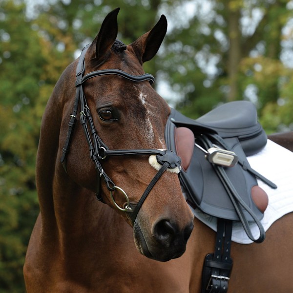 Collegiate Comfitec Grackle Läder Hästgrimma Cob Svart Black Cob