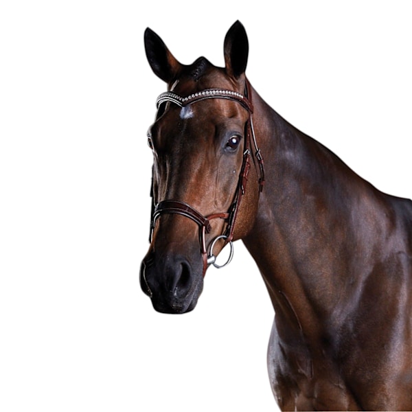 Collegiate Comfitec Lackläder Bridle Warmblood Brun Brown Warmblood