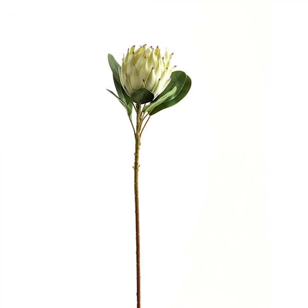 Hill Interiors Protea Protea Konstgjord blomma One Size Vit White One Size