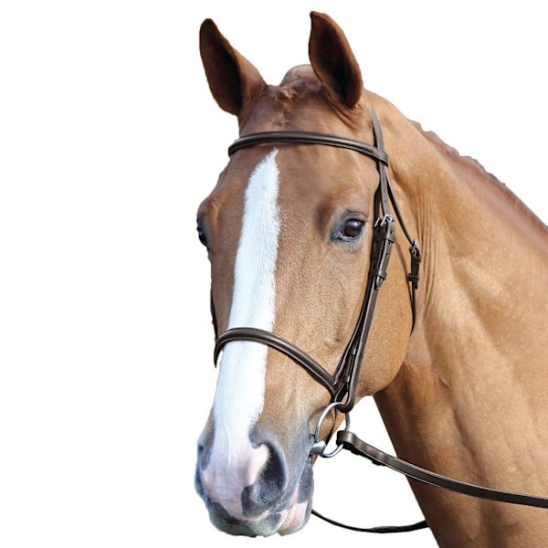 Aviemore Upphöjd Cavesson Läder Hästgrimma Ponny Havana Havana Pony