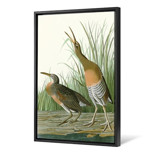 John James Audubon Salt Water Marsh Hen Inramad Poster 40cm x 30 Green/White/Brown 40cm x 30cm