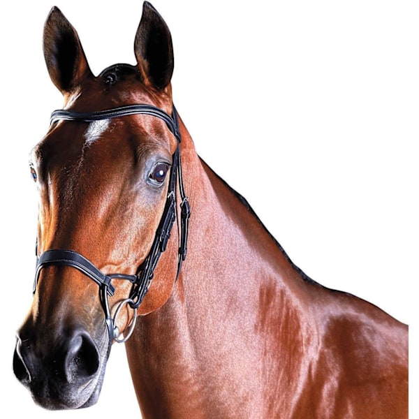 Collegiate Comfitec Läderträns Warmblood Svart Black Warmblood