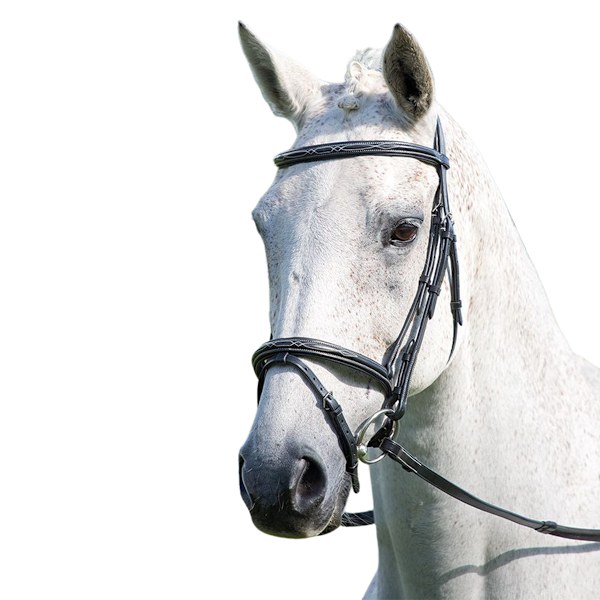 Avignon Padded Läder Hästgrimma Cob Svart Black Cob