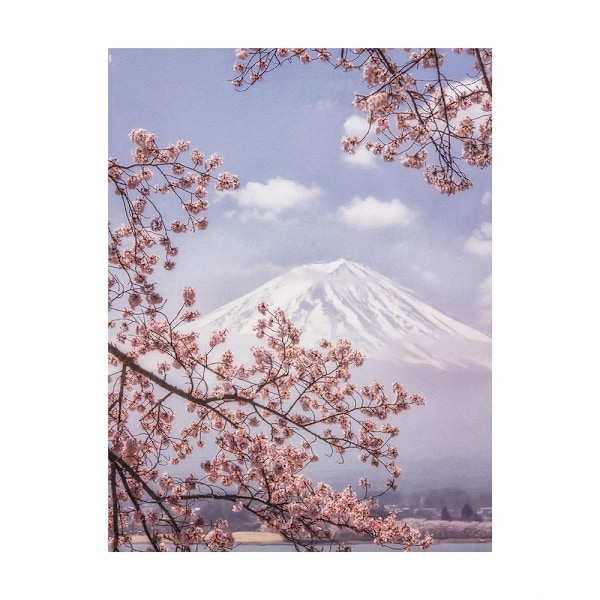 Makiko Samejima Mount Fuji Cherry Blossom Print 50cm x 40cm Blå Blue/Pink 50cm x 40cm