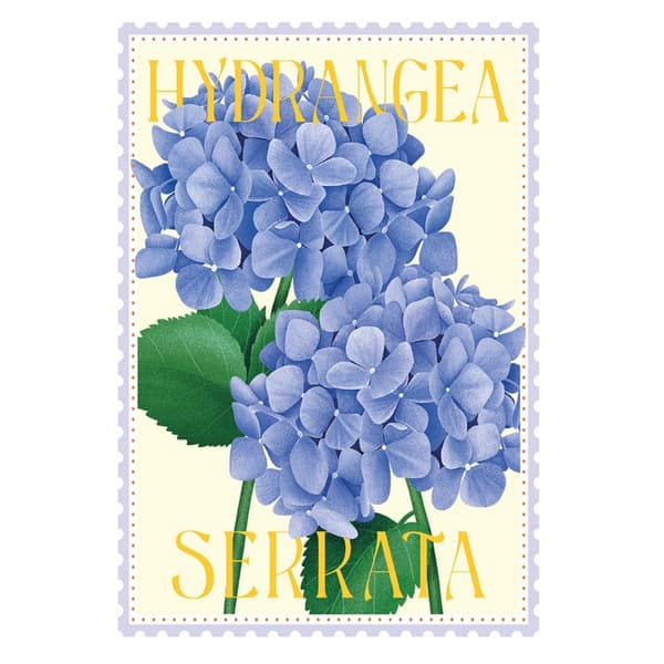 Tall Boy Prints Hydrangea Serrata Tryck 50cm x 40cm Flerfärgad Multicoloured 50cm x 40cm