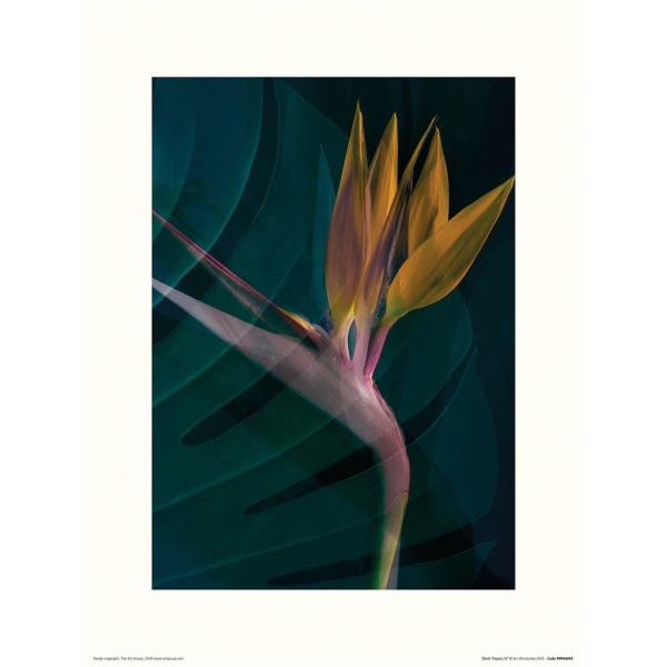 Ian Winstanley Dark Tropics IV Print 40cm x 30cm Svart/Gult Black/Yellow 40cm x 30cm
