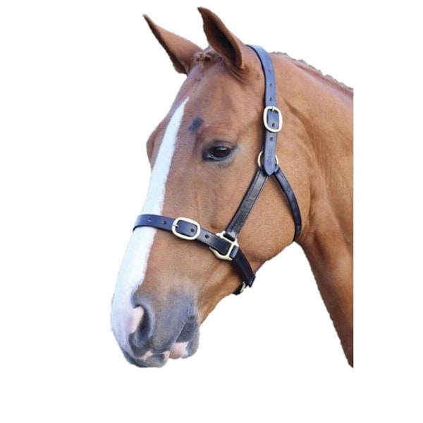 Blenheim Läder Justerbart Hästgrimma Åring Svart Black Yearling
