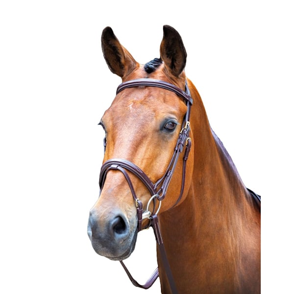 Salisbury Bodenham Läder Hästgrimma Liten Ponny Australisk N Australian Nut Small Pony