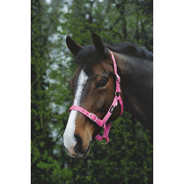 Saxon Economy Grimma Liten Ponny Rosa Pink Small Pony