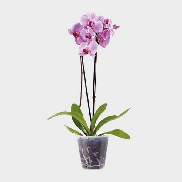 Stewart Clear Pot 13cm Clear Clear 13cm