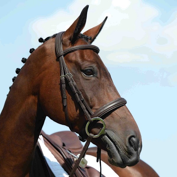 Collegiate Syntovia+ Hästgrimma Cob Svart Black Cob