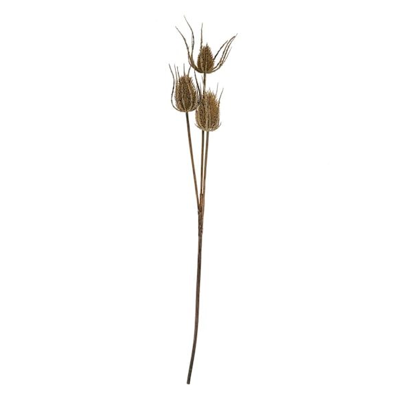 Hill Interiors Tistel Konstgjord Blomma Trippel En Storlek Brun Brown One Size