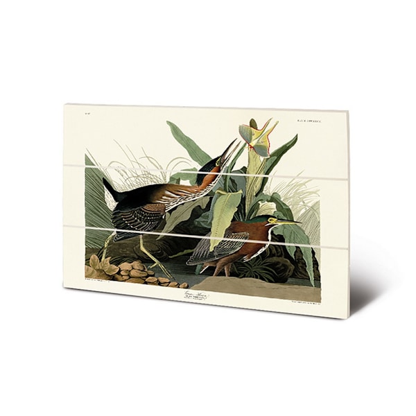 John James Audubon Gråhäger Trätryck 40cm x 59cm Grön/Off Green/Off White 40cm x 59cm