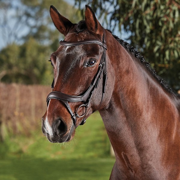 Collegiate Comfitec Vogue Läder Hästgrimma Varmblod Brun Brown Warmblood