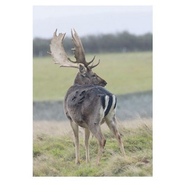 Kevin Milner Fallow Deer Countryside Gratulationskort En Storlek Mu Multicoloured One Size