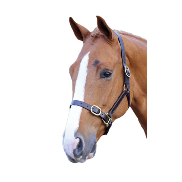 Blenheim läderjusterbart hästhuvudföl / Mini Havana Havana Foal/Mini