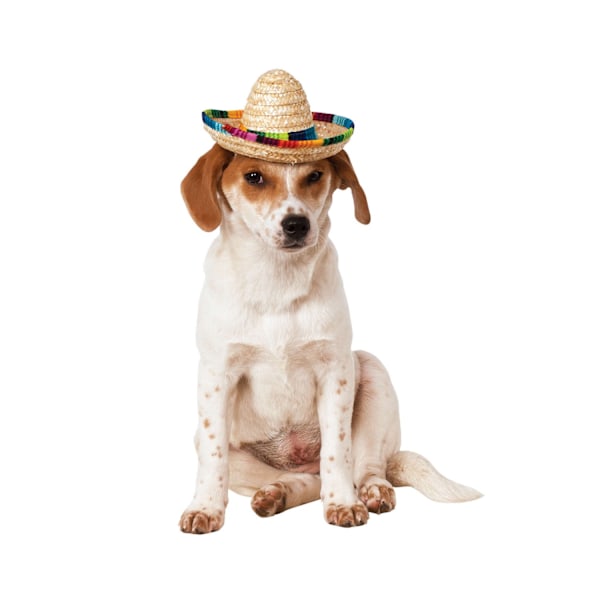 Bristol Novelty Sombrero Hundkostym S-M Flerfärgad Multicoloured S-M