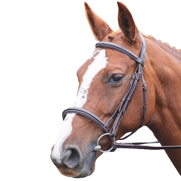Avignon Vadderad Läder Häst Cavesson Nosband Liten Ponny Havan Havana Small Pony