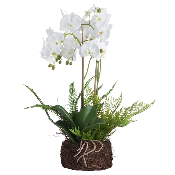 Hill Interiors Orkidé- och ormbunksrabatt One Size Vit White One Size