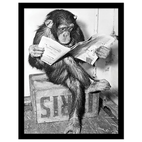 Ada Ingram Chimp News Inramad Affisch 40cm x 30cm Grå/Vit Grey/White 40cm x 30cm