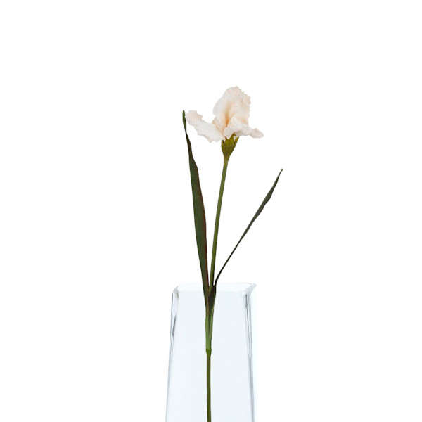 Hill Interiors The Natural Garden Collection Fringed Iris Konstgjord Pale Apricot One Size