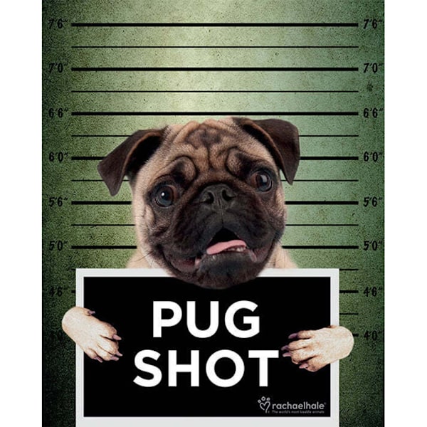 Rachael Hale Pug Shot Banjo Poster En Storlek Flerfärgad Multicoloured One Size