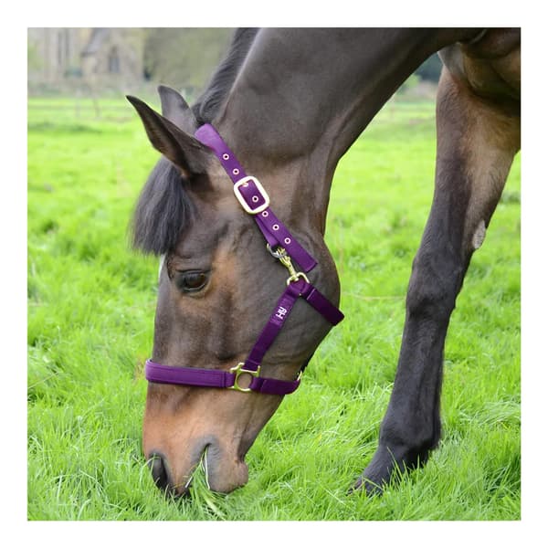 Hy Fieldsafe Hästgrimma Full Lila Purple Full