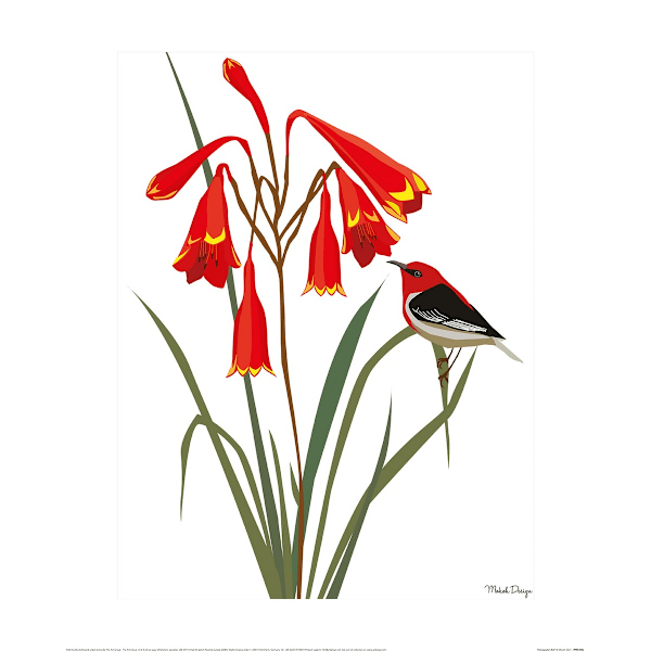Mokoh Honeyeater Bell Tryck 40cm x 30cm Vit/Röd/Grön White/Red/Green 40cm x 30cm