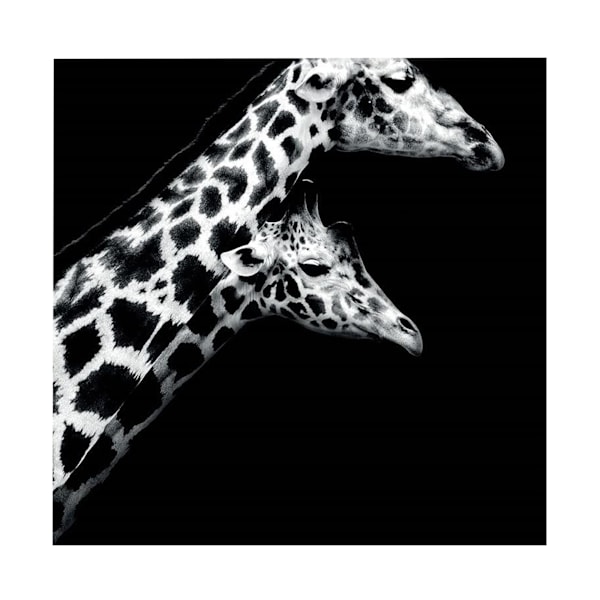 Nicolas Evariste In Love II Tryck 40cm x 40cm Svart/Vit Black/White 40cm x 40cm