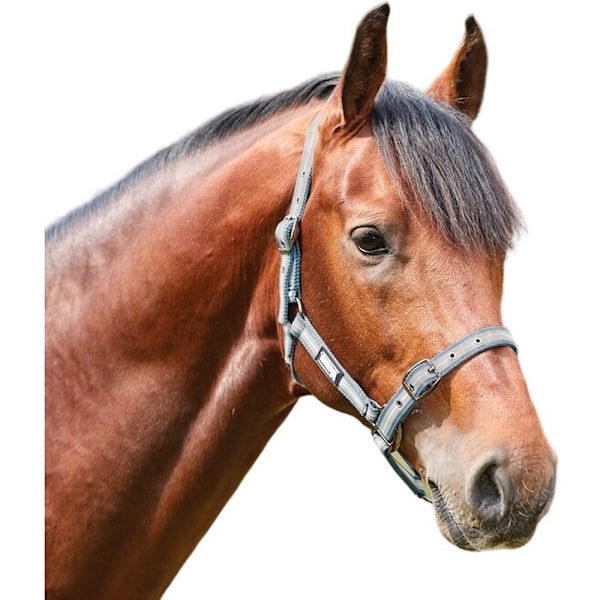 Roma Stripe Häst Huvudsele Ponny Grå/Peach/Turkos Grey/Peach/Turquoise Pony