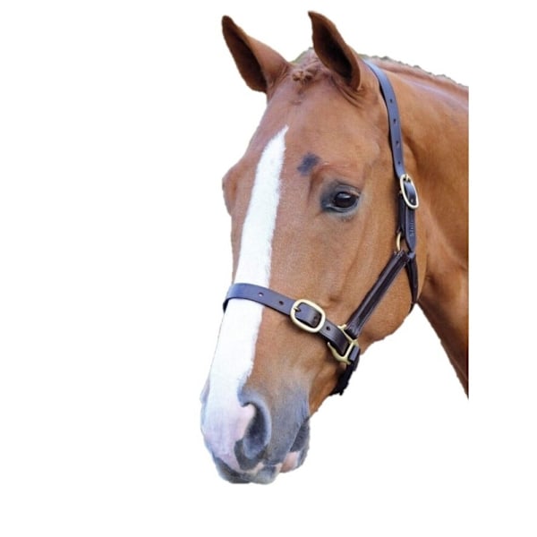 Blenheim Läder Justerbart Hästgrimma Yearling Havana Havana Yearling