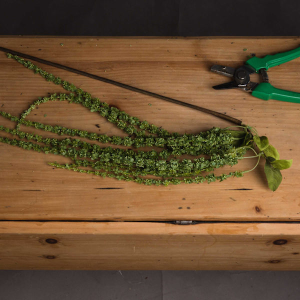 Hill Interiors Faux Amaranthus 1m Grön Green 1m