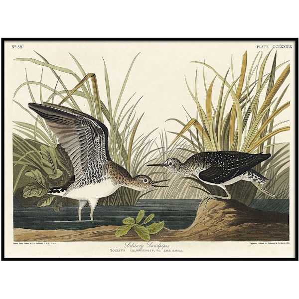 John James Audubon Ensam Strandpipare Inramad Affisch 40cm x 30cm White/Green/Black 40cm x 30cm