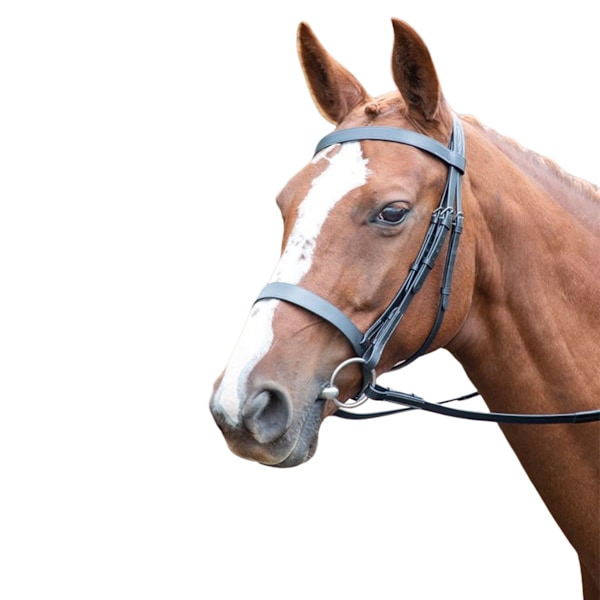 Avignon Läder Häst Cavesson Bridle X Full Svart Black X Full