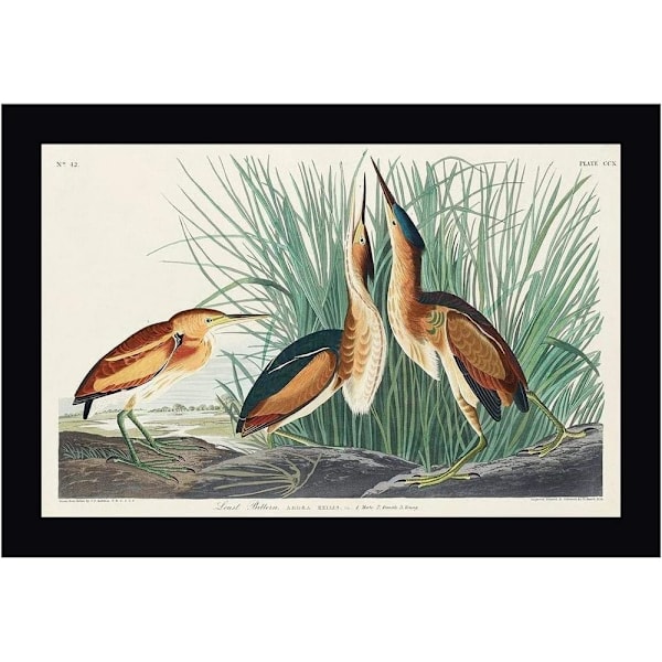John James Audubon Least Bittern Inramad Poster 60cm x 80cm Grön Green/Brown/Black 60cm x 80cm