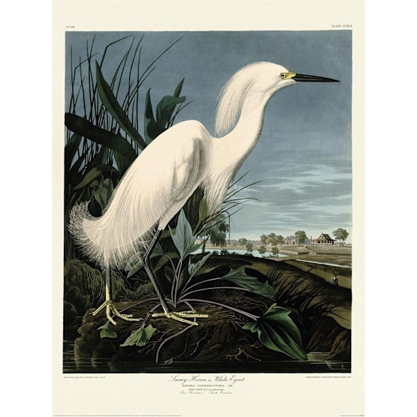 John James Audubon Snowy Heron Print 40cm x 30cm Vit White 40cm x 30cm