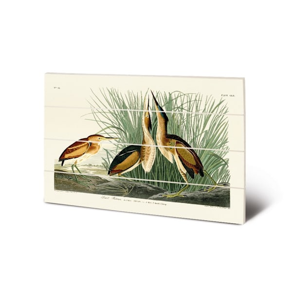 John James Audubon Least Bittern Trä Små Plack 59cm x 40c Green/White/Yellow 59cm x 40cm