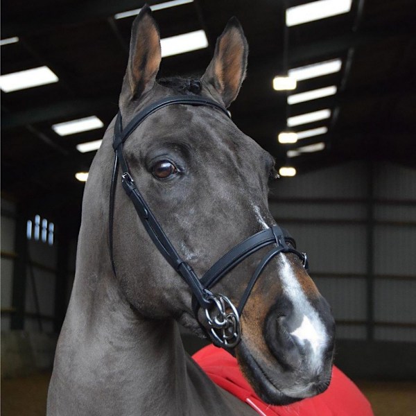 Whitaker Ready To Ride Läderhäst Snaffle Bridle Cob Svart Black Cob
