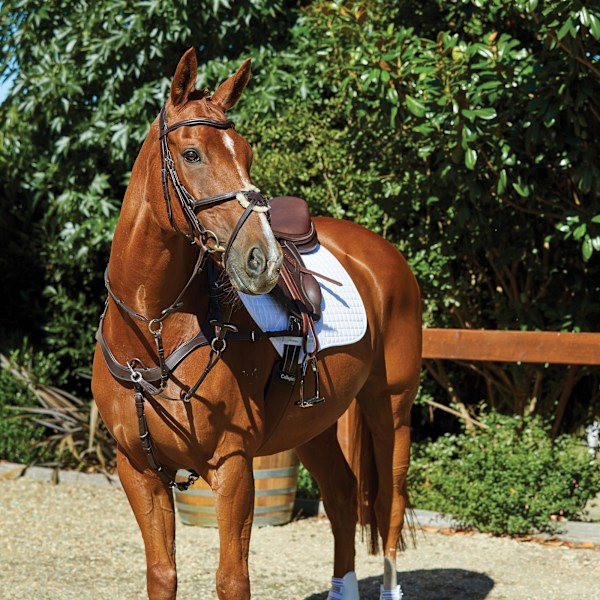 Collegiate Comfitec Grackle Läder Hästgrimma Cob Brun Brown Cob