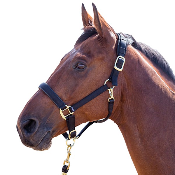 Shires Topaz Nylon Hästgrimma Cob Svart Black Cob