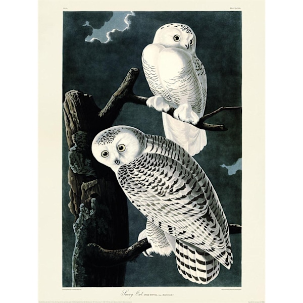 John James Audubon Snowy Owl Print 40cm x 30cm x 0.21cm Svart/Vit Black/White 40cm x 30cm x 0.21cm