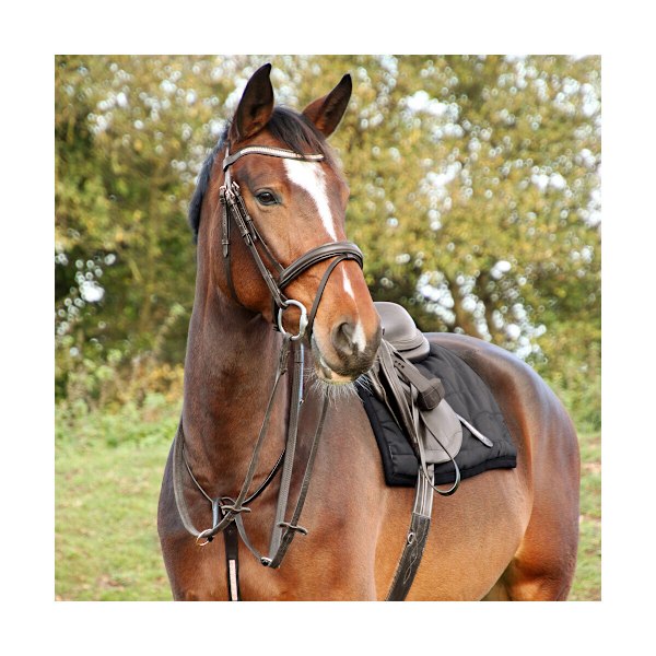 Hy Rosciano Läder Häst Pannband Cob Brun/Ros Guld Brown/Rose Gold Cob