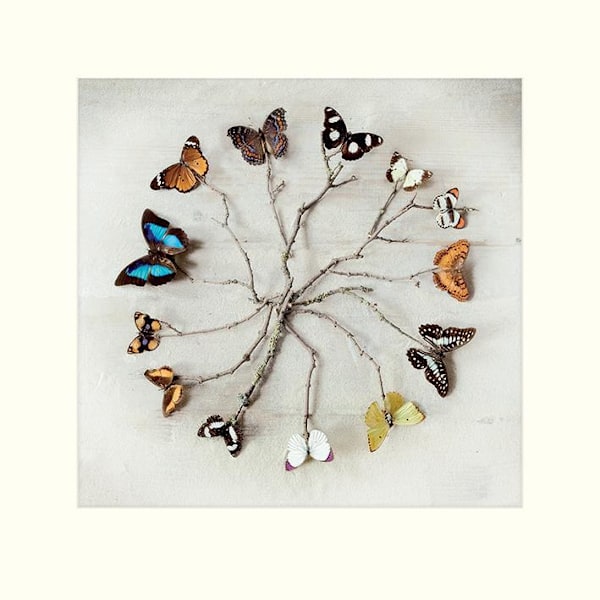 Ian Winstanley Butterfly Harmony Print 40cm x 40cm Multicoloure Multicoloured 40cm x 40cm