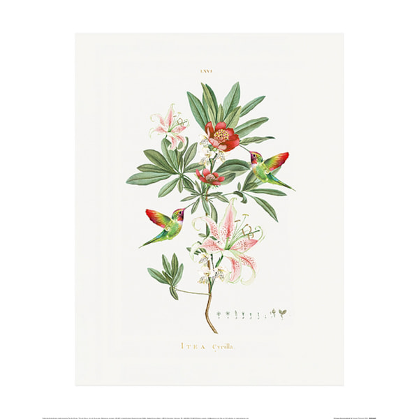 Summer Thornton Kolibri Poster 40cm x 50cm Grön/Röd Green/Red 40cm x 50cm