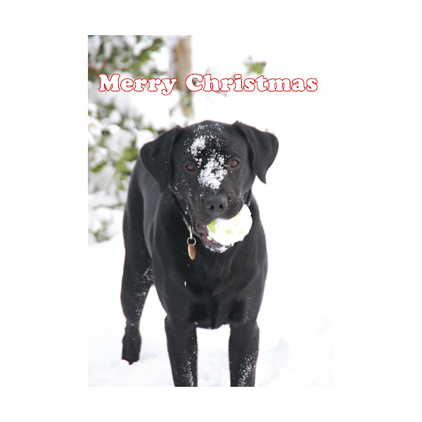 Kevin Milner Labrador I Snön Jul-Kort En Storlek Vit White/Black/Green One Size