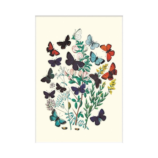 W. F. Kirby P. Euphemus, P. Cyllarus, Et Al Fjärilar Monterade White/Multicoloured 40cm x 30cm