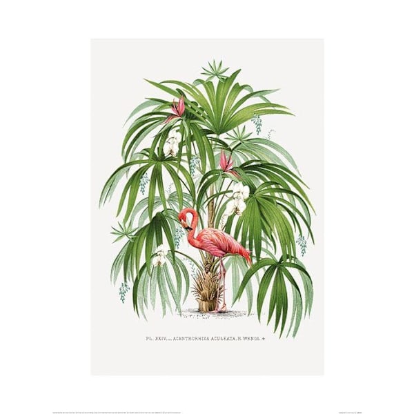 Summer Thornton Flamingo Poster 60cm x 80cm Grön/Rosa Green/Pink 60cm x 80cm