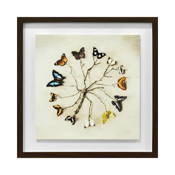 Ian Winstanley Butterfly Harmony Träinramad Plakett One Size Mu Multicoloured One Size