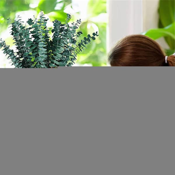 Dusch Eukalyptus Hängande - Eukalyptusblad Knippe - Torkade Eukalyptusstjälkar Eukalyptusväxt Eukalyptusgirlang Eukalyptusstjälkar Eukalyptus